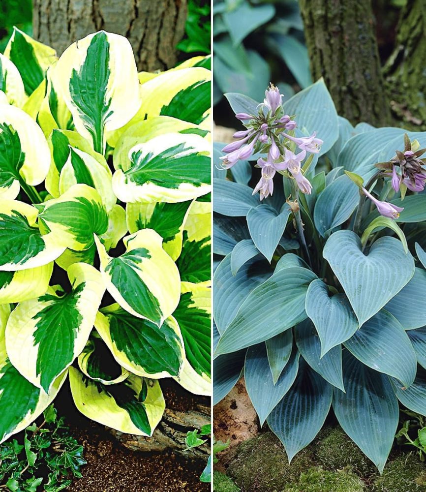 Riesen-Hosta- (4 Knollen)