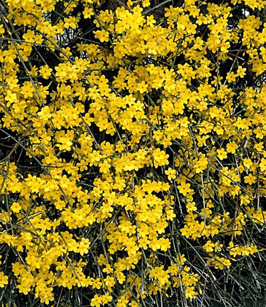 Winter-Jasmin (1 Pflanze)