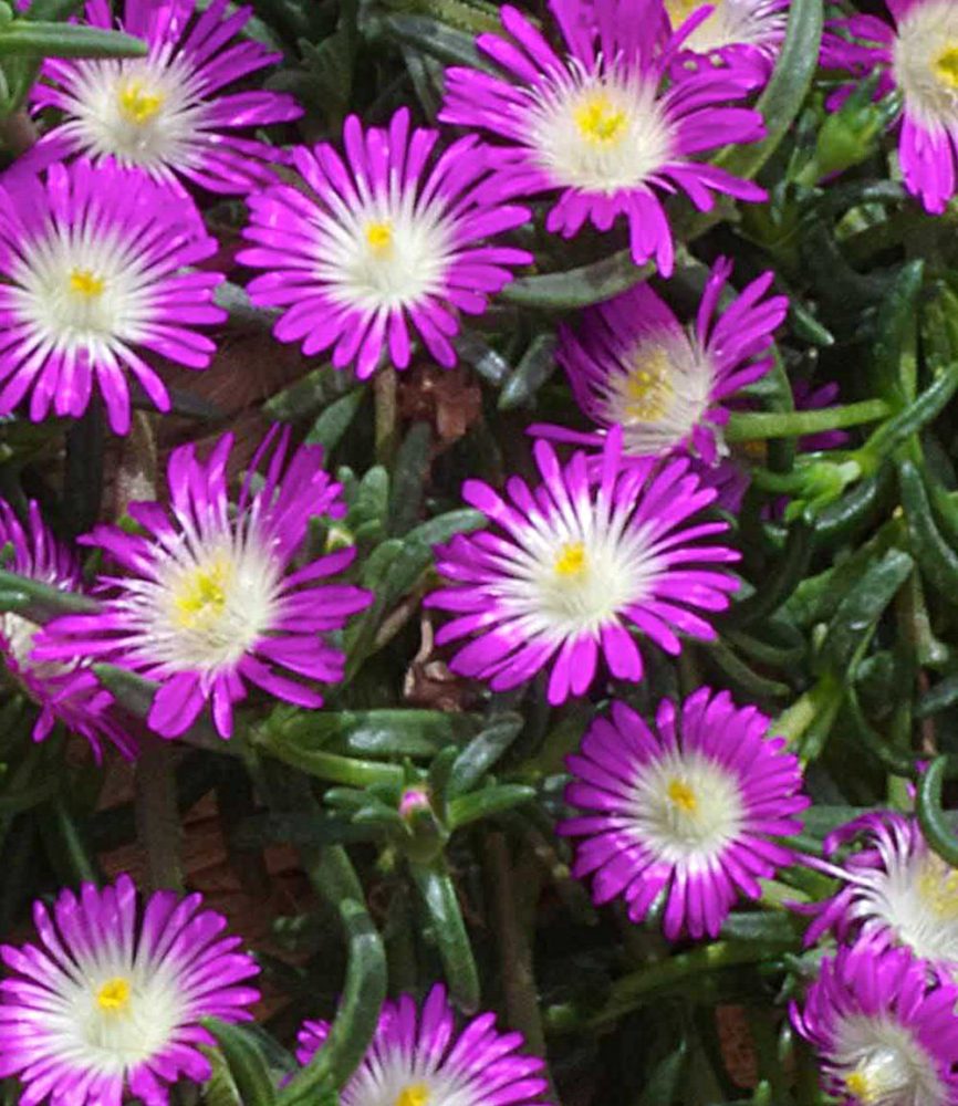 Winterharte Eisblume ´Violett Wonder´ (3 Pflanzen)