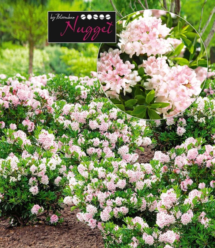 Rhododendron ´Nugget by Bloombux®´ (1 Pflanze)