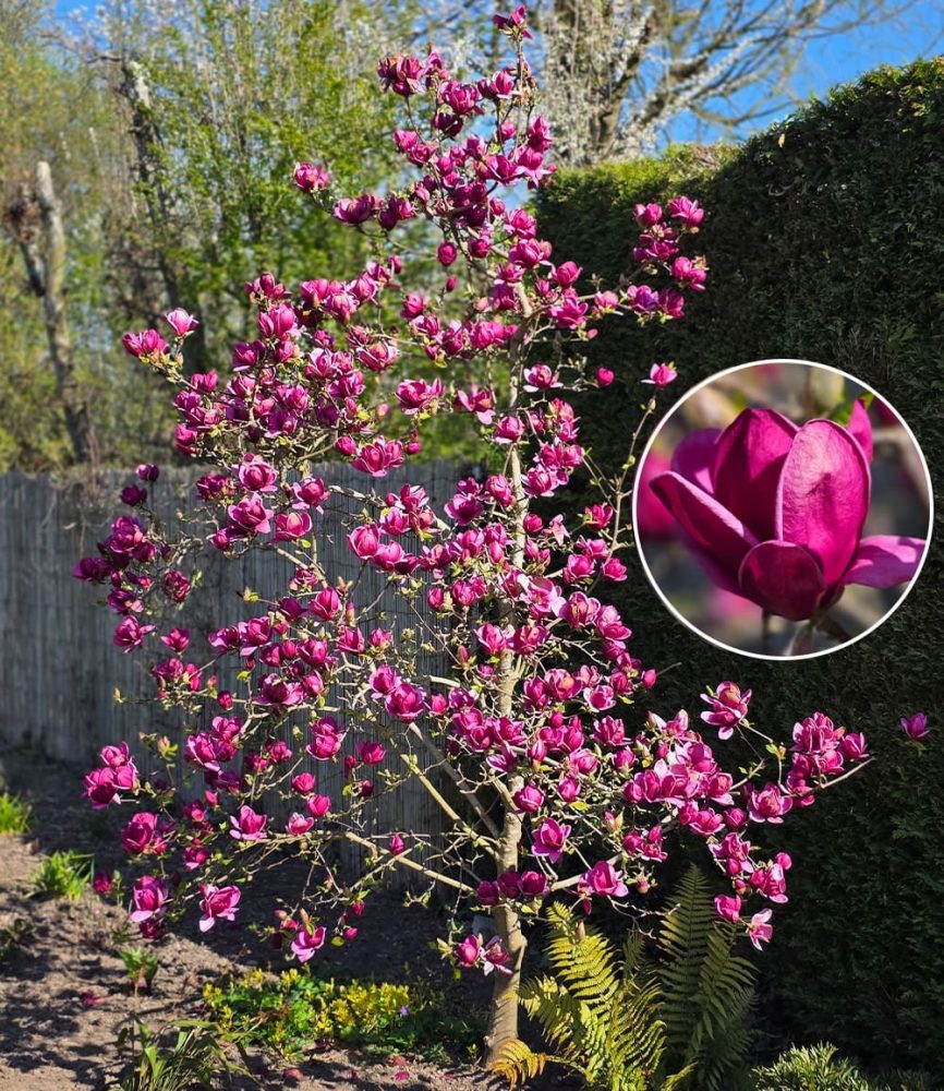 Magnolie ´Genie®´ (1 Pflanze)