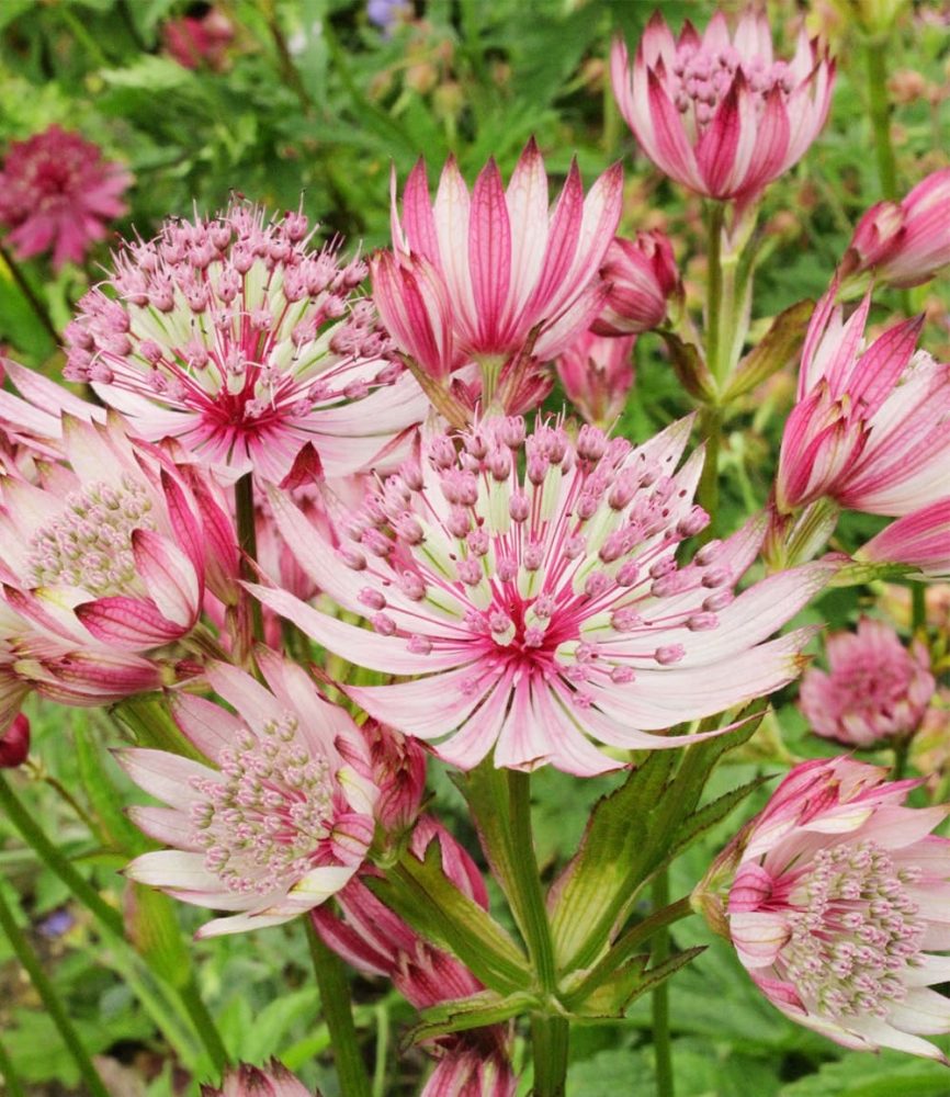 Astrantia ´Sparkling Stars Pink´ (1 Knolle)