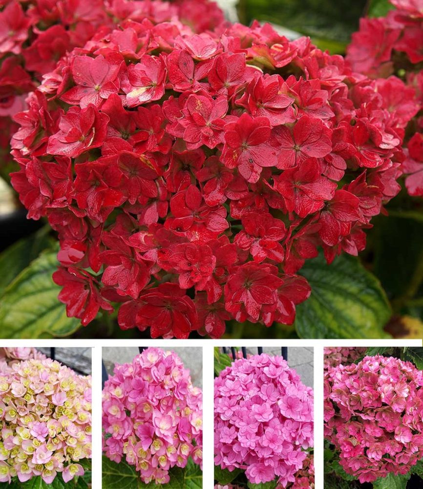 5-Stufen Hortensie ´Together®´ (1 Pflanze)