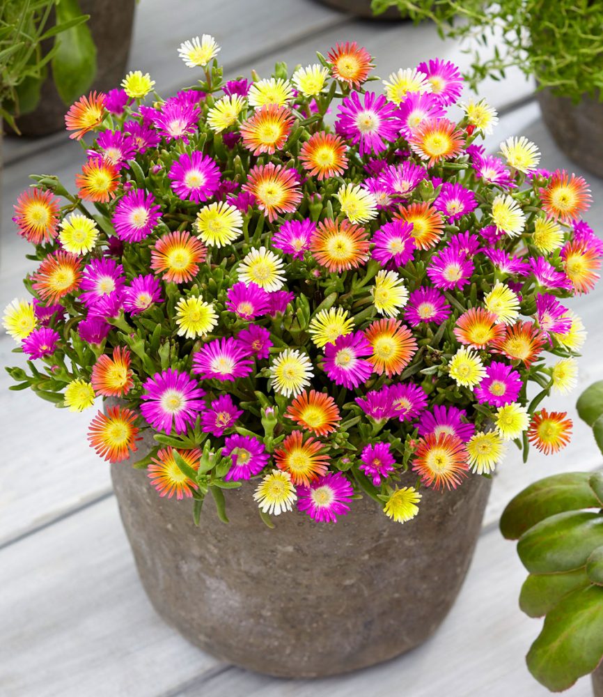 Winterharte Eisblumen ´Summer Mix´ (3 Pflanzen)