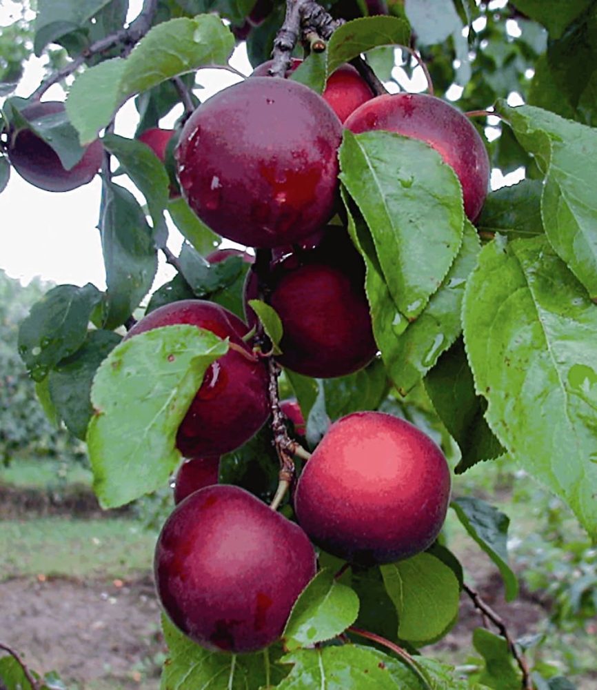 ´Cherrykose®´ (1 Pflanze)
