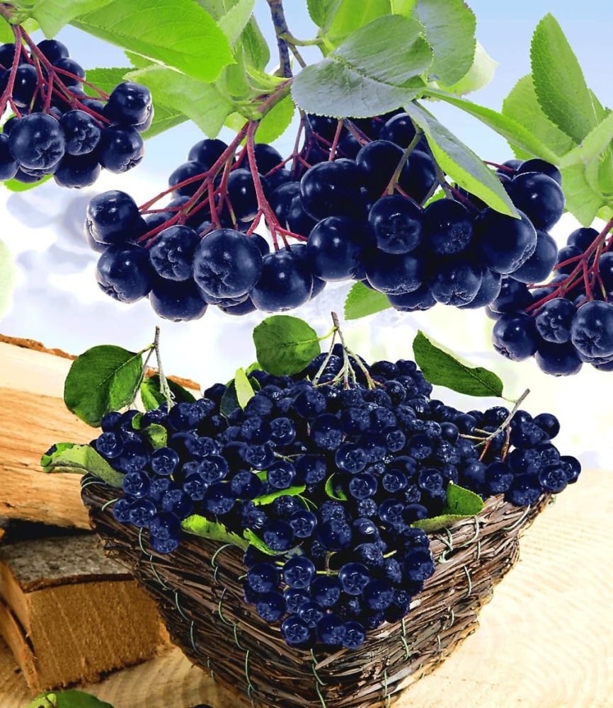 Vitaminbeere ´Aronia Viking´ (1 Pflanze)