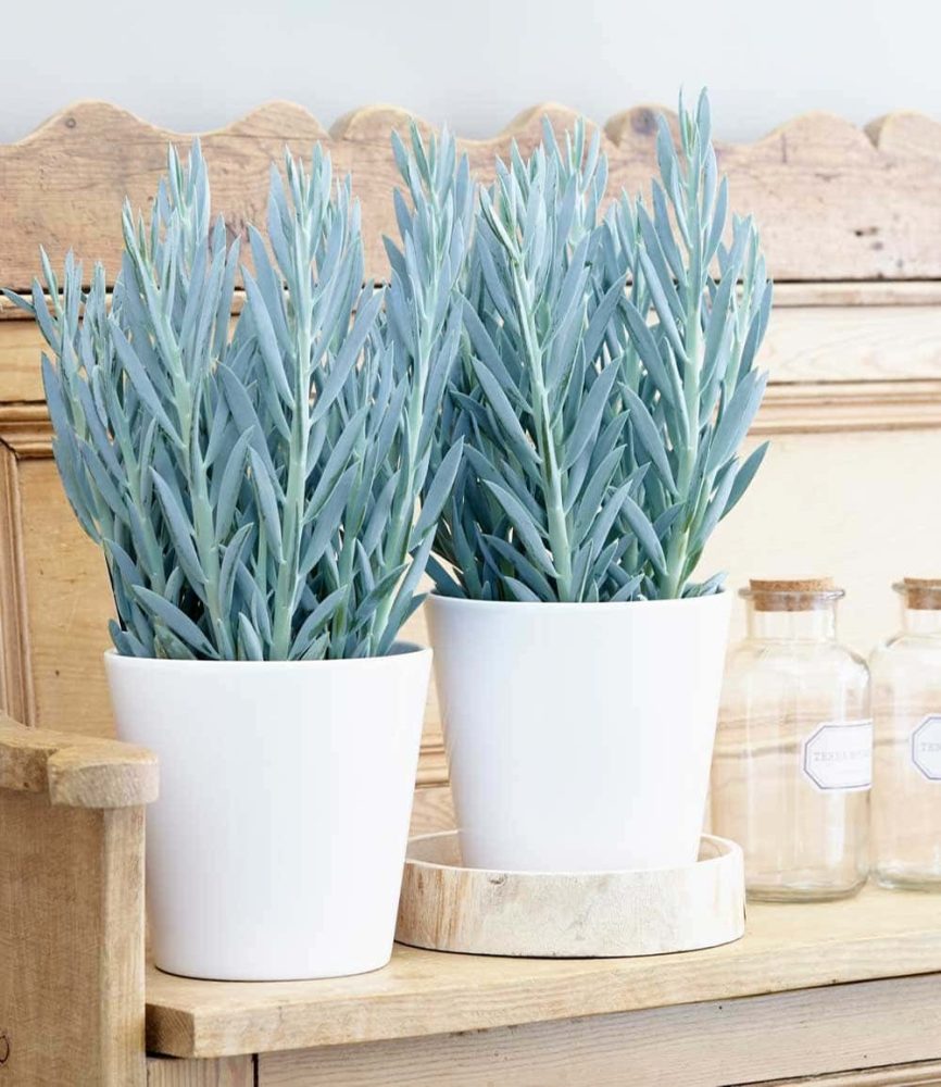 Senecio Aquarine® ´Mount Everest´ (1 Pflanze)
