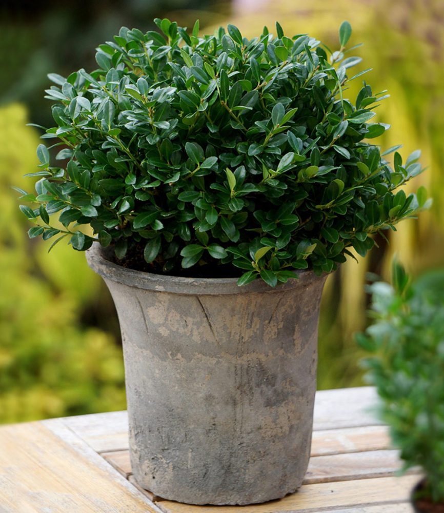 ´Luxus® Globe´ der Buchs-Ersatz (1 Pflanze)