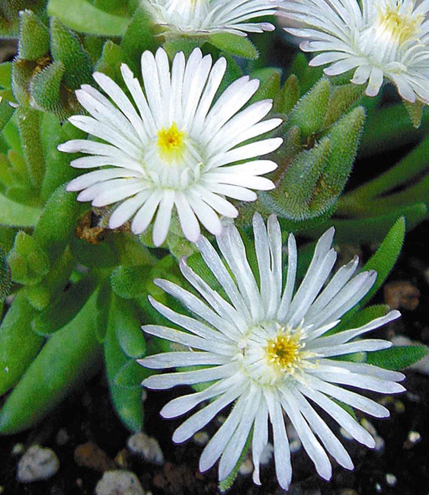 Winterharte Eisblume ´White Wonder´ (3 Pflanzen)