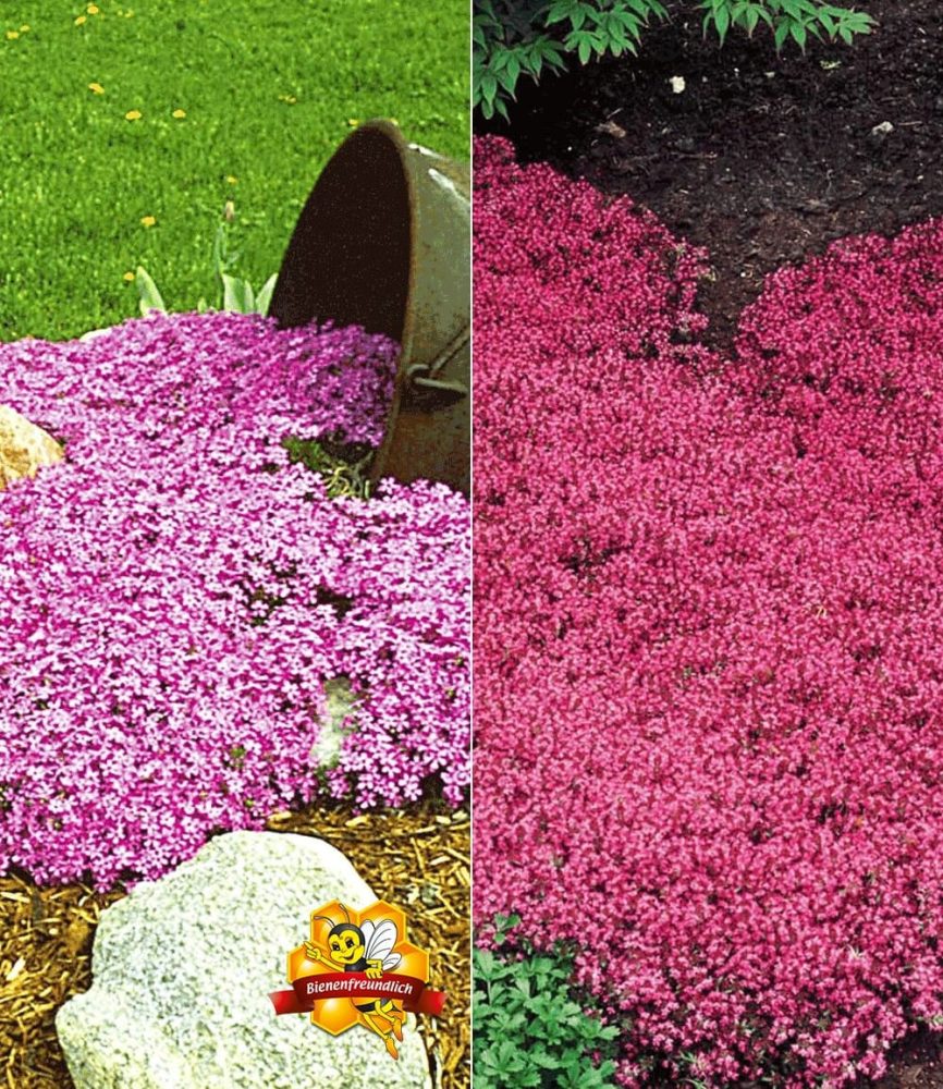 Bodendecker-Kollektion rosa und rot (6 Pflanzen)