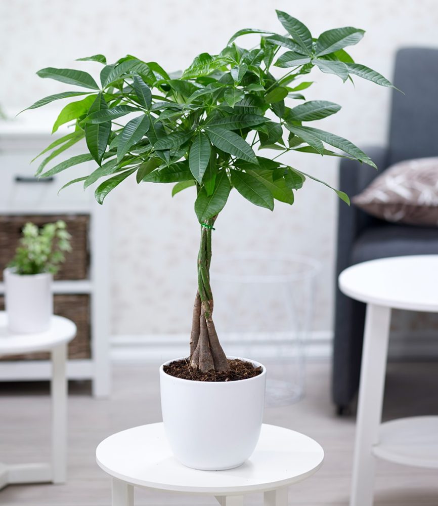 Pachira ´Aquatica´ ca. 50 cm hoch (1 Pflanze)