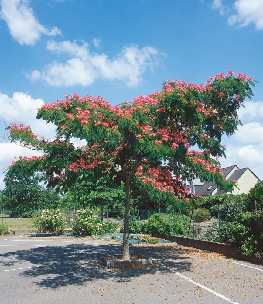 Albizia ´Ombrella´ (1 Pflanze)