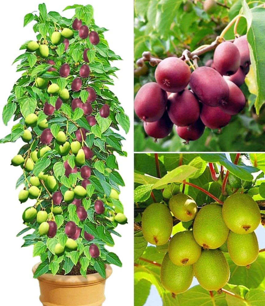 DUO-Kiwi-Turm-Kollektion (3 Pflanzen)
