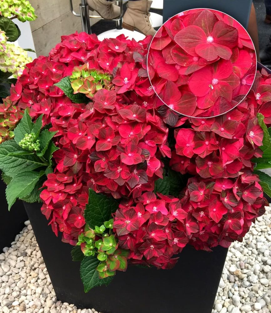 Freiland-Hortensie ´Ruby Tuesday®´ (1 Pflanze)