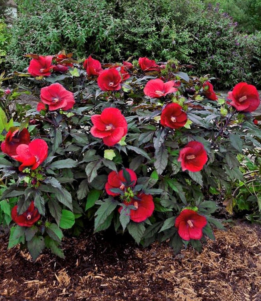 Winterharter Hibiskus ´Summerific®´ ´Midnight Marvel´ (1 Pflanze)