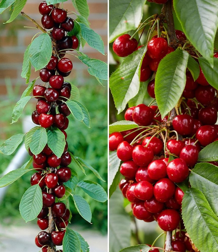 Säulen-Kirschen ´Sylvia® & Helena®´ (2 Pflanzen)
