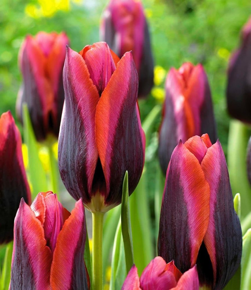 Tulpe ´Slawa´ (10 Zwiebeln)