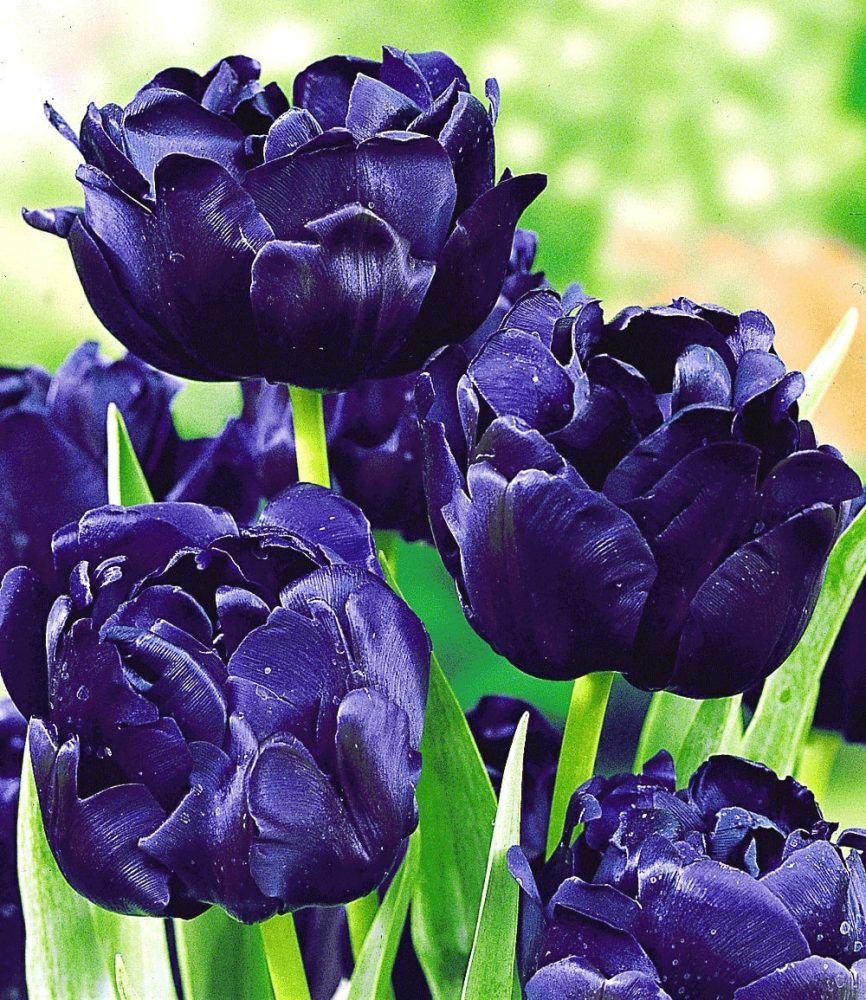 Tulpe ´Blue Diamond´ (8 Zwiebeln)