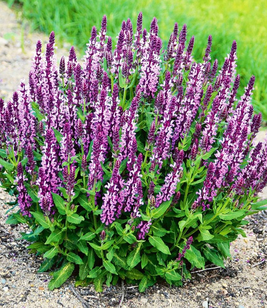 Salvia ´Pink Profusion´ (2 Pflanzen)