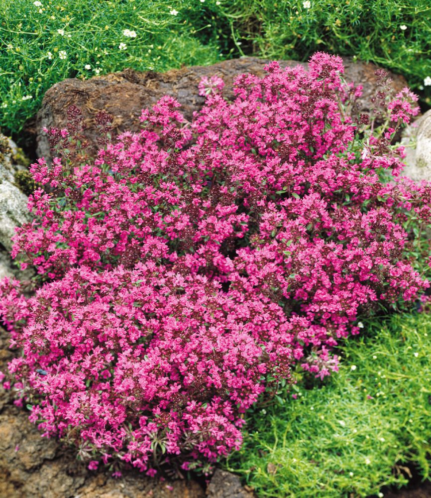 Bodendecker-Thymian (3 Pflanzen)
