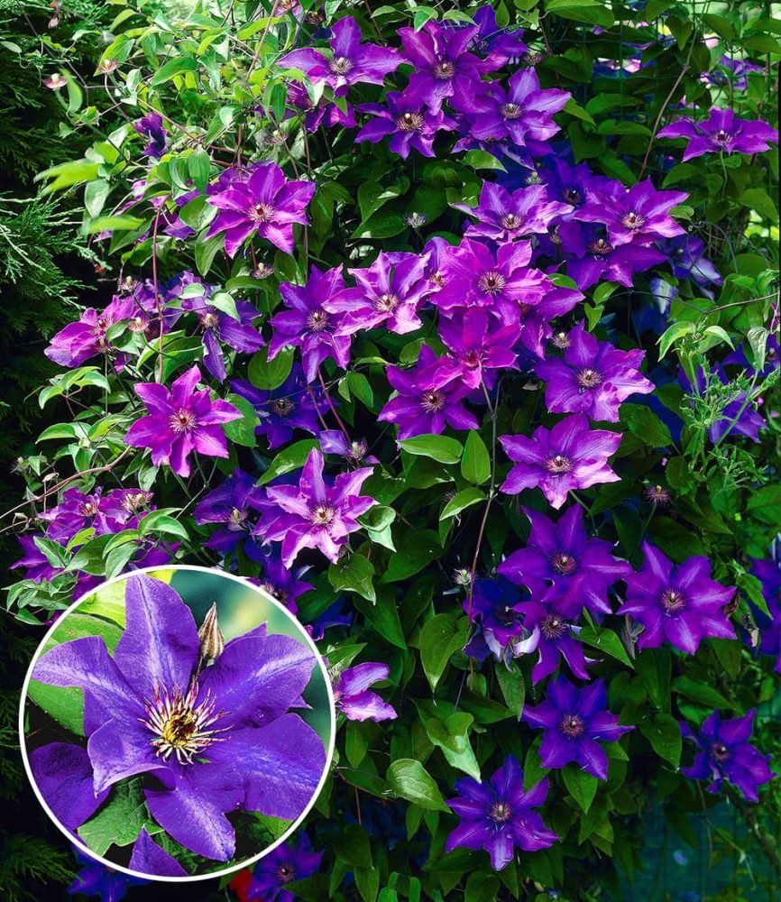 Blaue Clematis ´The President´ (1 Pflanze)