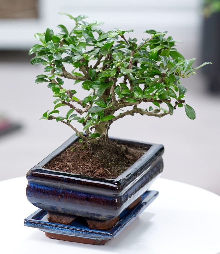 Bonsai Carmona ´Fukientee´ mit Schale (1 Pflanze)