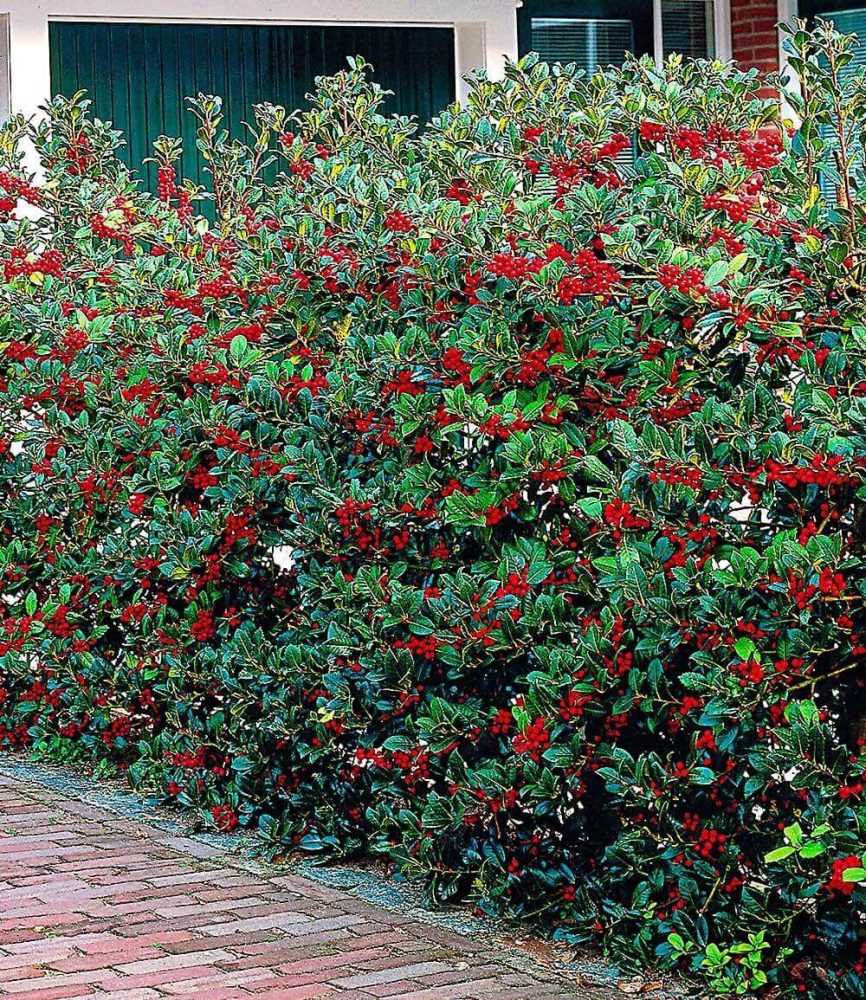 Ilex-Hecke ´Heckenfee®´ (5 Pflanzen)