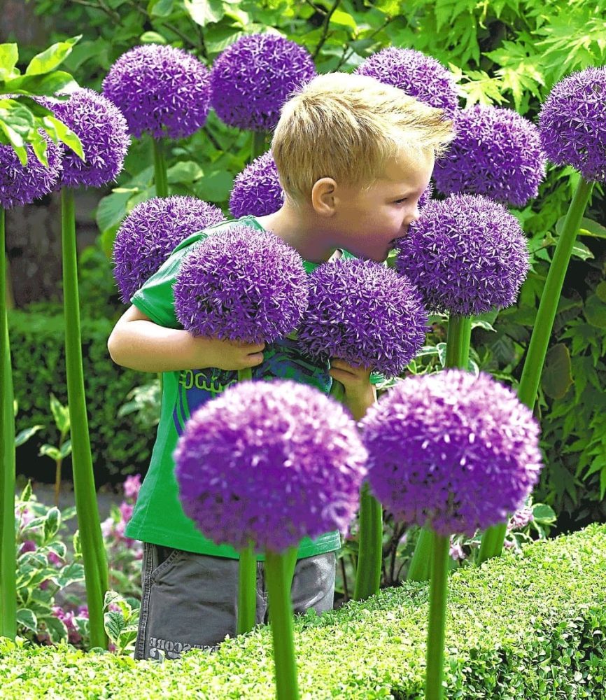 Allium ´Globemaster´ (1 Zwiebel)
