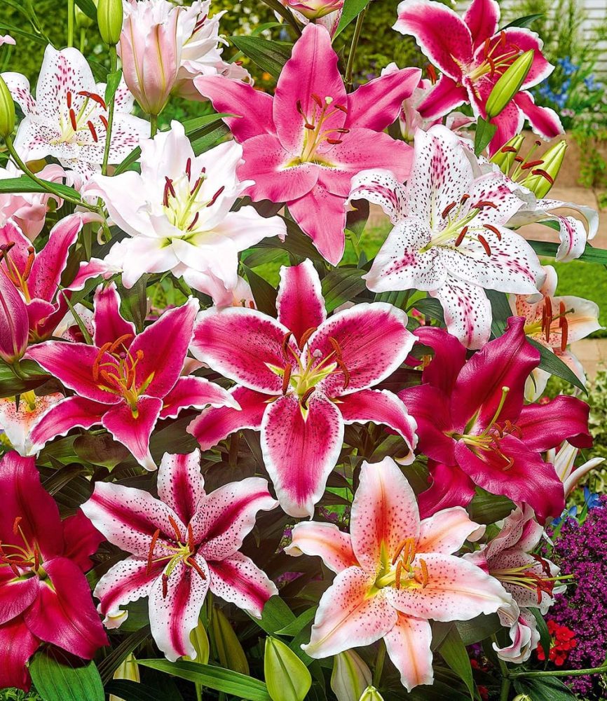 Lilien-Mix ´Parfum´ (5 Zwiebeln)