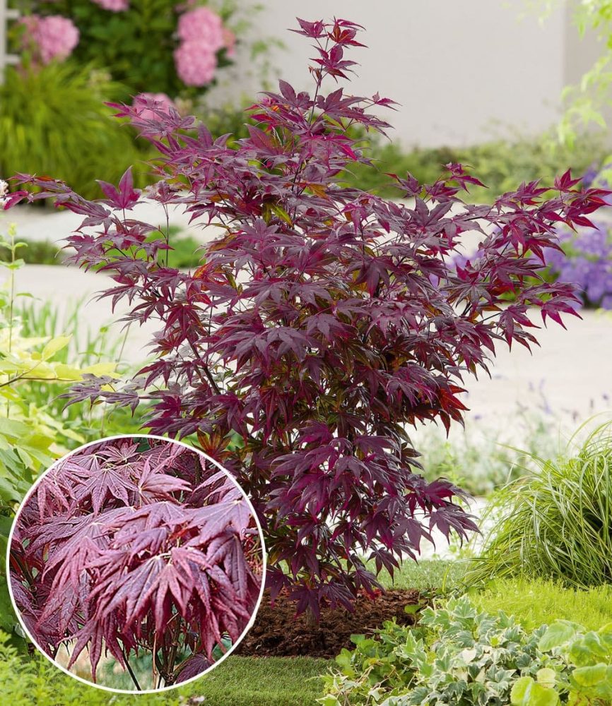 Japanischer Ahorn ´Burgund´ (1 Pflanze)