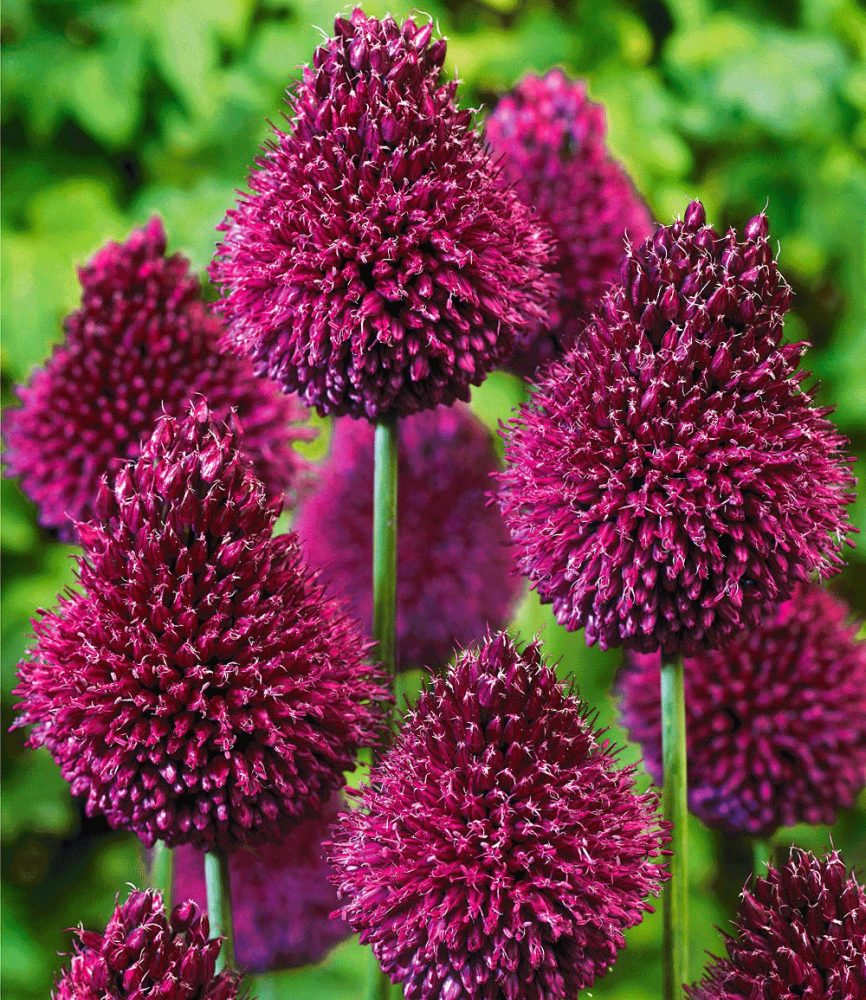 Allium ´Roter Zuckerhut´ (25 Zwiebeln)