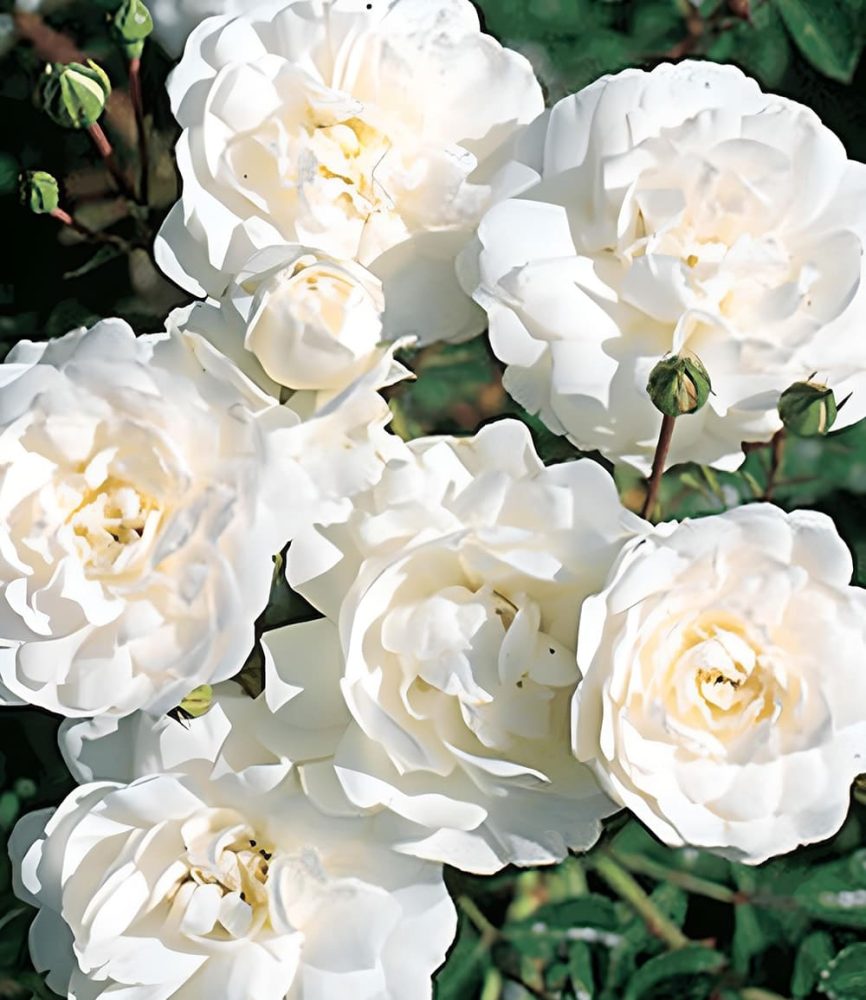 Rose ´Sea Foam´ (1 Pflanze)