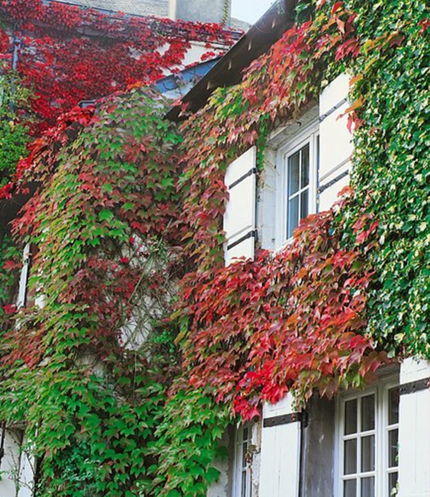 Wilder Wein ´Veitchii´ (1 Pflanze)