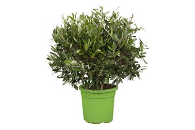 Olivenbaum(Olea europaea), Topfgrösse  Ø15cm
