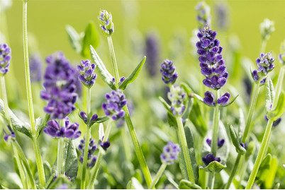 Echter Lavendel (Lavandula angustifolia, dunkelviolett)