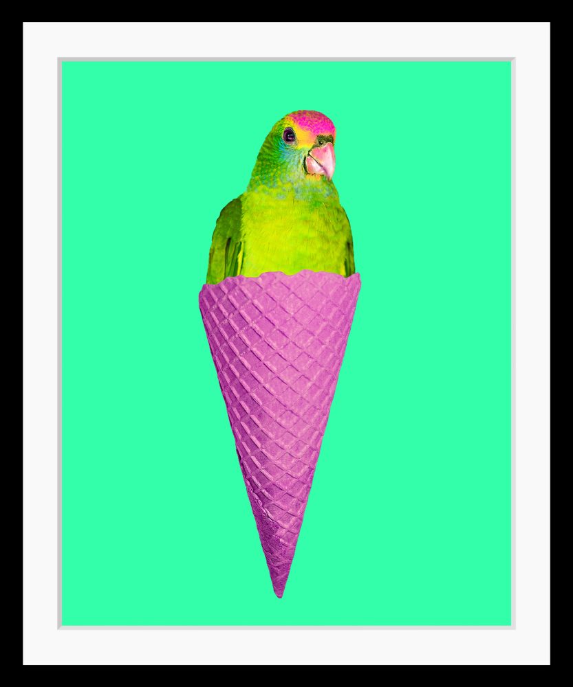 queence Bild »Merle«, Eis, Eis, gerahmt, Papagei
