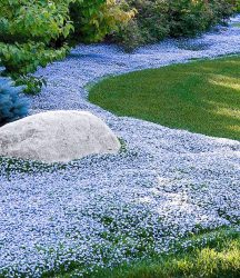 Isotoma ´Blue Foot´® (3 Pflanzen)