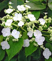 Kletter-Hortensie ´Semiola®´ (1 Pflanze)