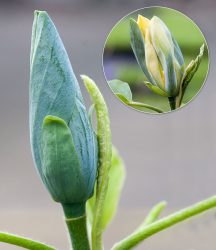 Magnolie ´Blue Opal´ (1 Pflanze)