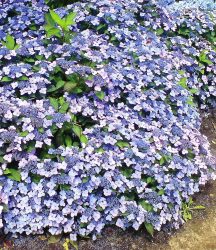 Zwerg-Hortensie ´Koreana´ (2 Pflanzen)