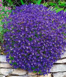 Blaukissen ´Cascade Blue´ (3 Pflanzen)