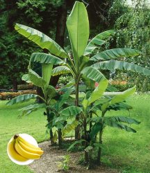 Winterharte Banane ´grün´ (1 Pflanze)
