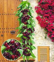 Säulenkirsche ´Garden Bing®´ (1 Pflanze)