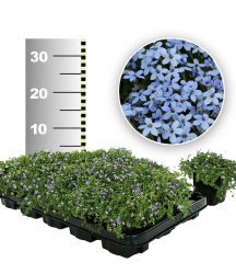 Isotoma ´Blue Foot®´ 25 Stk. (25 Pflanzen)