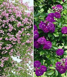 Rambler-Rosen-Kollektion blau und rosa (2 Pflanzen)