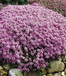 Langhaariger Gebirgs-Thymian (3 Pflanzen)
