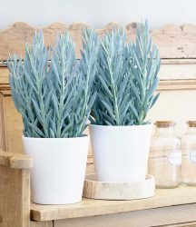 Senecio Aquarine® ´Mount Everest´ (1 Pflanze)