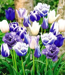 Tulpen-Mix ´Perfect Partners®´ ´Blue Blend´ (10 Zwiebeln)