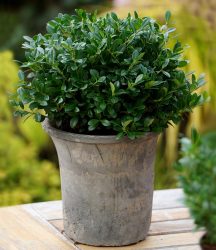 ´Luxus® Globe´ der Buchs-Ersatz (1 Pflanze)