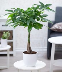 Pachira ´Aquatica´ ca. 50 cm hoch (1 Pflanze)